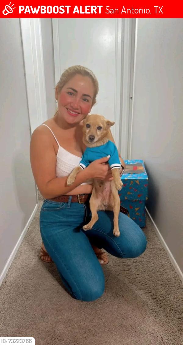 Lost Male Dog last seen Near Chase hill, San Antonio, TX 78256