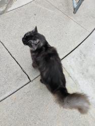Found/Stray Female Cat last seen Maceo st and Isabel st, Los Angeles, CA 90065