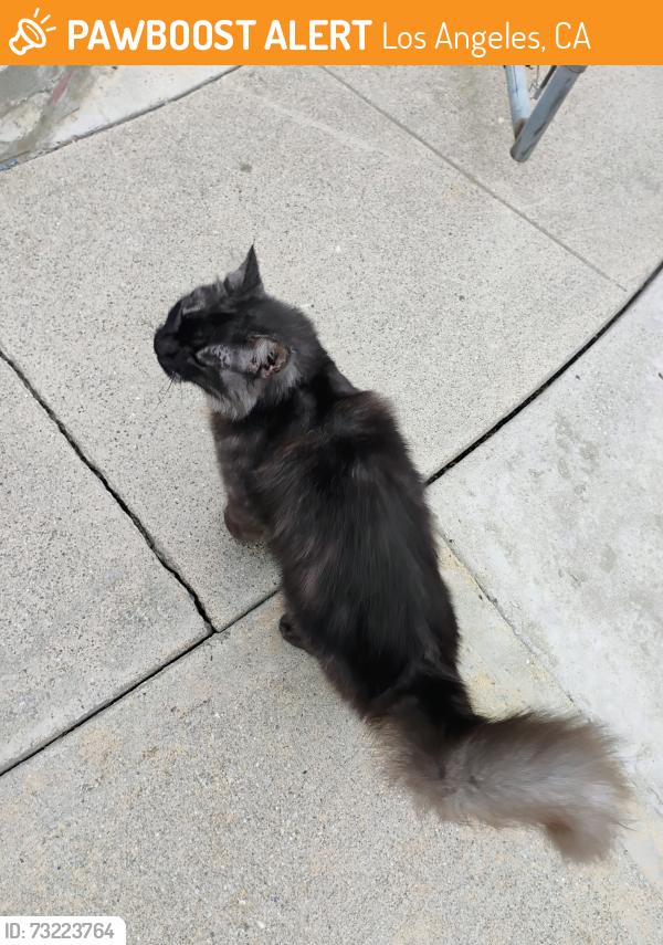 Found/Stray Female Cat last seen Maceo st and Isabel st, Los Angeles, CA 90065