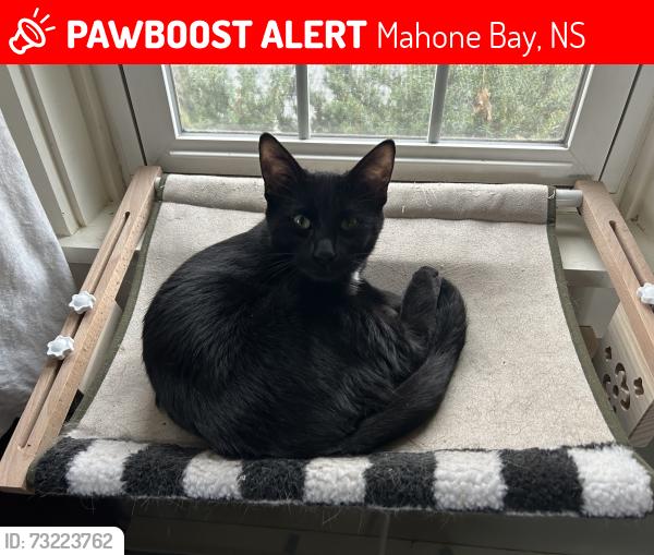 Lost Male Cat last seen hurtle cove rd, Mahone Bay, NS 