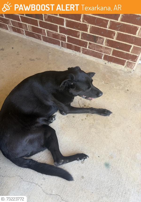 Found/Stray Male Dog last seen Stateline Cemetery, Texarkana, AR 71854