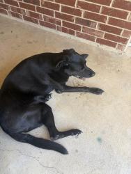 Found/Stray Male Dog last seen Stateline Cemetery, Texarkana, AR 71854