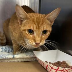 Shelter Stray Female Cat last seen , 328 Furman Hall Rd, Greenville, SC 29609, USA