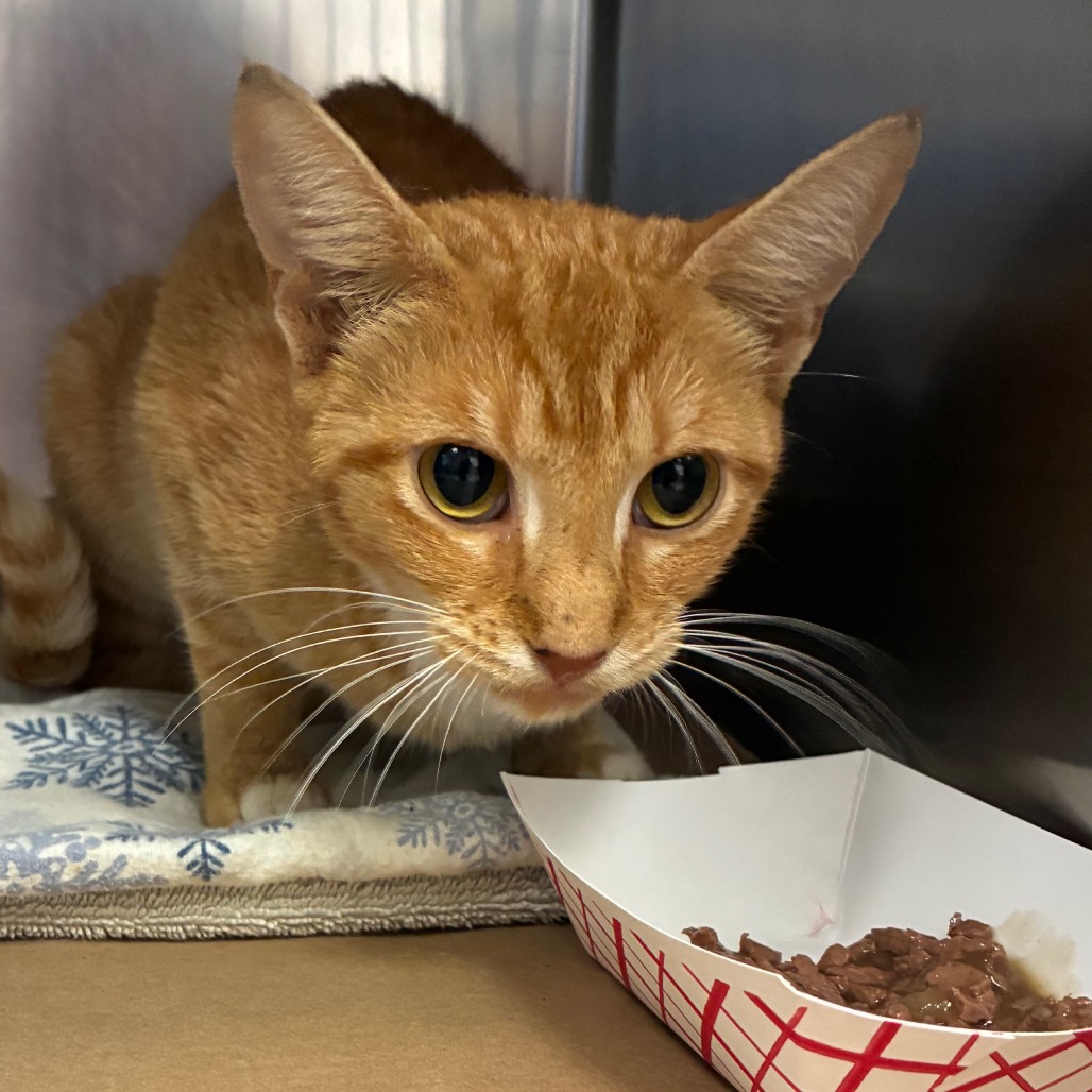 Shelter Stray Female Cat last seen , 328 Furman Hall Rd, Greenville, SC 29609, USA