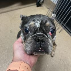 Shelter Stray Female Dog last seen , 4500 N Access Rd, Chattanooga, TN 37415, USA
