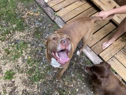 Reunited Female Dog last seen Sumney drive and Jackson, Bull Run Mountain Estates, VA 20169
