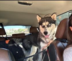 Lost Female Dog last seen La Presa and Camrose, Los Angeles, CA 90068