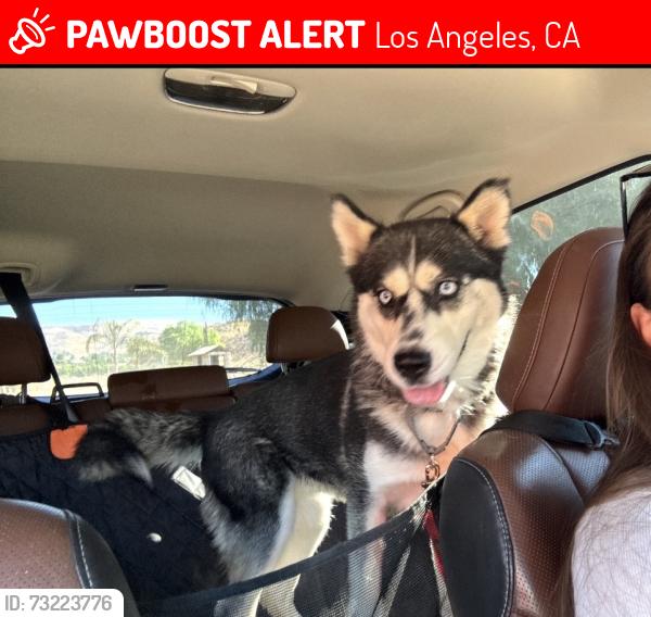 Lost Female Dog last seen La Presa and Camrose, Los Angeles, CA 90068