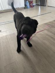 Lost Male Dog last seen Gilpin and jefferson, Dallas, TX 75211