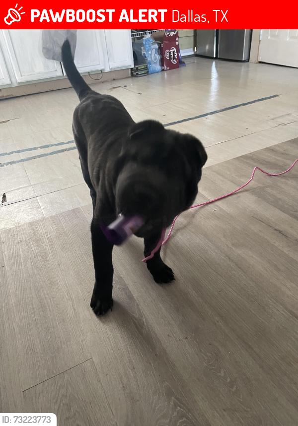 Lost Male Dog last seen Gilpin and jefferson, Dallas, TX 75211