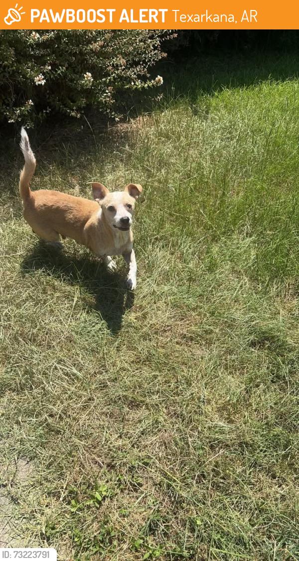 Found/Stray Male Dog last seen Stateline Cemetery, Texarkana, AR 71854