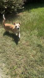 Found/Stray Male Dog last seen Stateline Cemetery, Texarkana, AR 71854