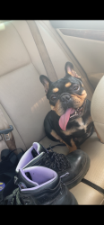 Found/Stray Female Dog last seen Crestway rd, San Antonio, TX 78239