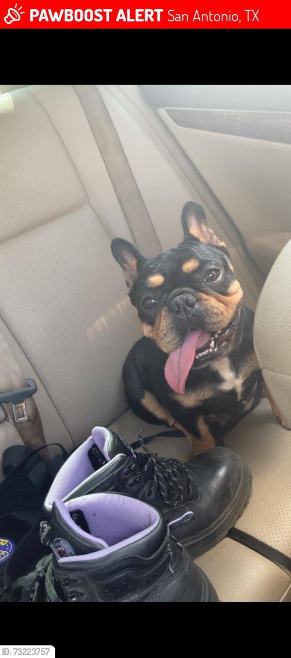 Found/Stray Female Dog last seen Crestway rd, San Antonio, TX 78239