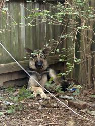 Found/Stray Male Dog last seen Hawkins Mill, Memphis, TN 38128
