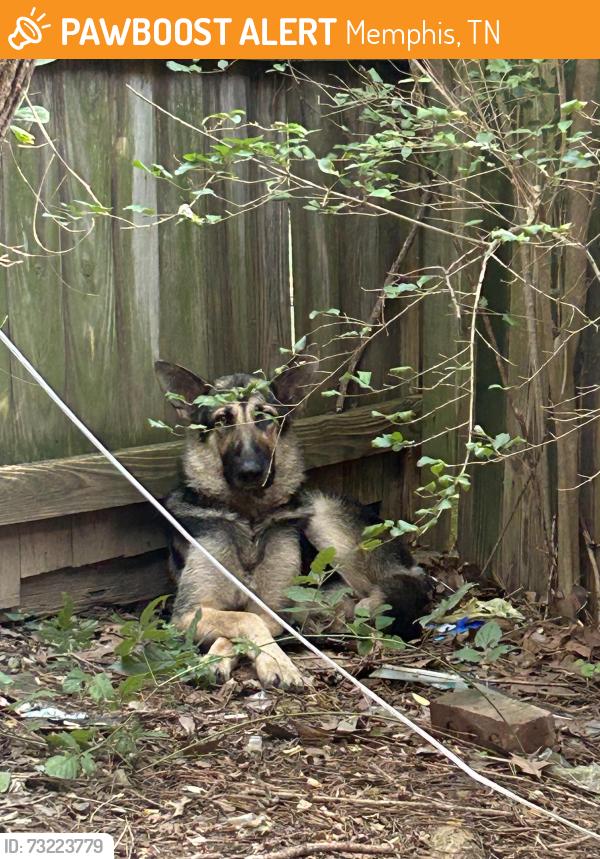Found/Stray Male Dog last seen Hawkins Mill, Memphis, TN 38128