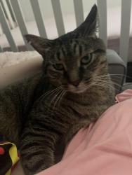 Reunited Male Cat last seen Near Stovall Dr, Raleigh, NC 27606, USA, Raleigh, NC 27606