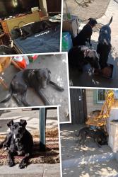 Lost Female Dog last seen Normandie &50th street, Los Angeles, CA 90062