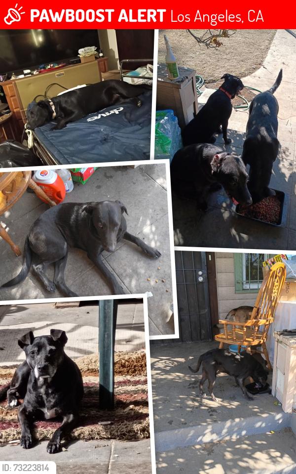Lost Female Dog last seen Normandie &50th street, Los Angeles, CA 90062