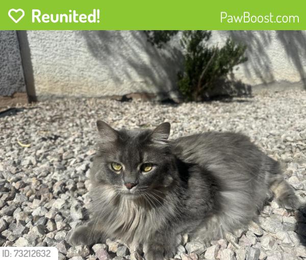 Reunited Female Cat last seen Washington & mt. Hood, Las Vegas, NV 89110