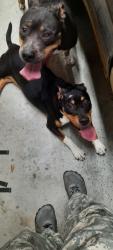 Found/Stray Female Dog last seen Helms Rd, Escambia County, FL 32526