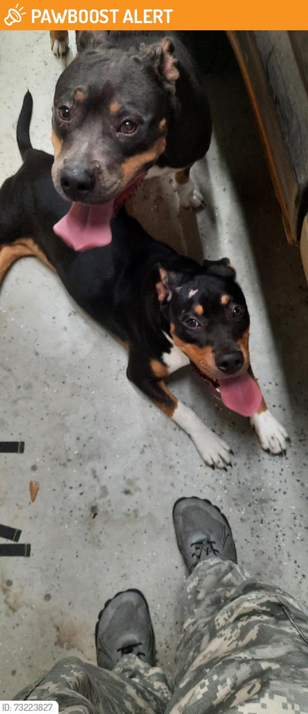 Found/Stray Female Dog last seen Helms Rd, Escambia County, FL 32526