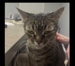 Lost Female Cat last seen Brookshire rd, Hemet, CA 92543