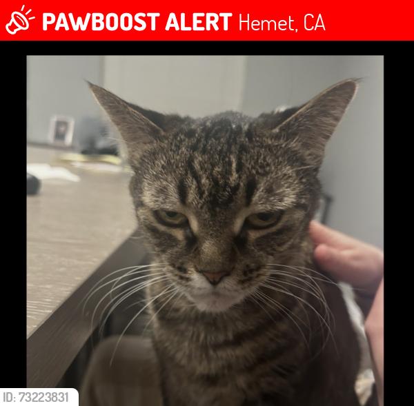 Lost Female Cat last seen Brookshire rd, Hemet, CA 92543