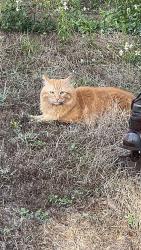 Lost Male Cat last seen Monroe Street, Tallahassee, FL 32303