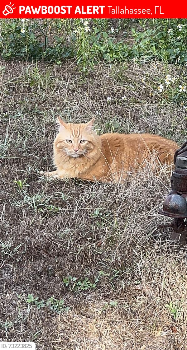 Lost Male Cat last seen Monroe Street, Tallahassee, FL 32303
