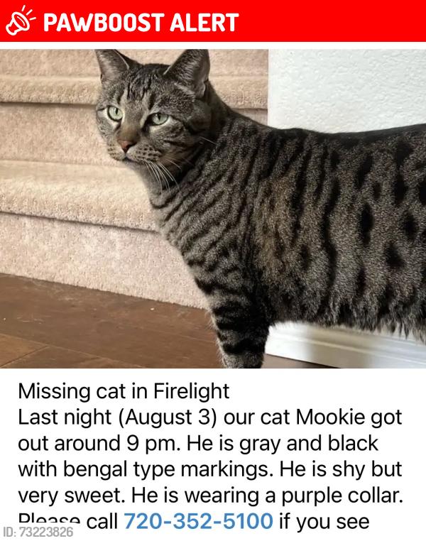 Lost Male Cat last seen Windridge Circle near Copper Mesa Elementary, Highlands Ranch, CO 80126