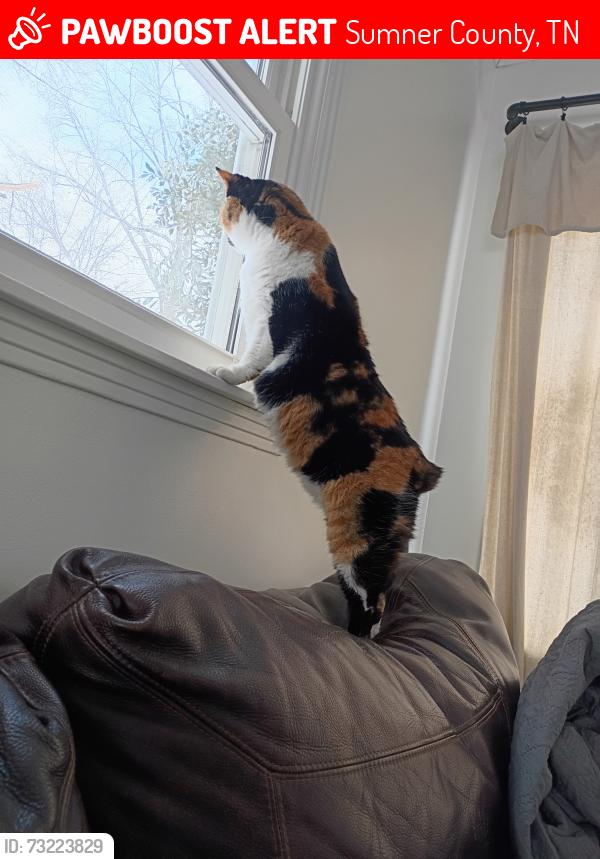 Lost Female Cat last seen Close to White hse and Hwy 31, Sumner County, TN 37048