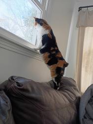 Lost Female Cat last seen Close to White hse and Hwy 31, Sumner County, TN 37048