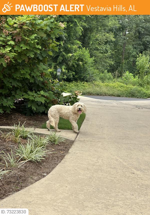Found/Stray Unknown Dog last seen The road that Vestavia Hills Country Club is on, Vestavia Hills, AL 35216