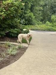 Found/Stray Unknown Dog last seen The road that Vestavia Hills Country Club is on, Vestavia Hills, AL 35216