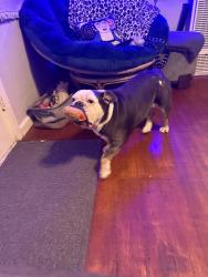 Reunited Female Dog last seen 12th street and lissetta ave, Sacramento, CA 95817