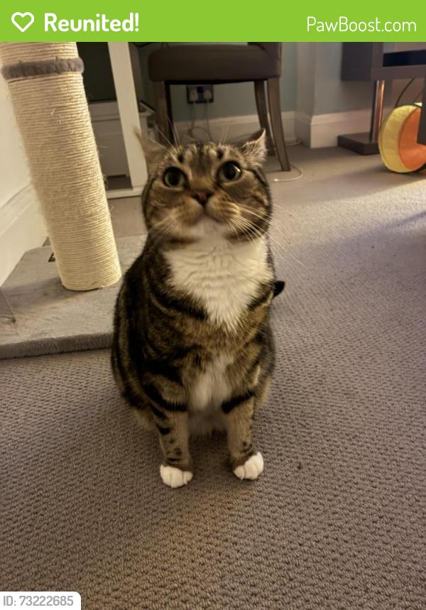 Reunited Female Cat last seen Austin Drive, manchester, Greater Manchester, England 