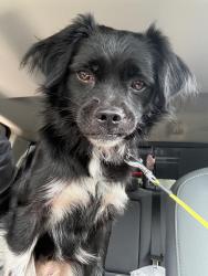 Found/Stray Male Dog last seen Sawtooth Lane and Tree Line Dr., Austin, Tx, Austin, TX 78729