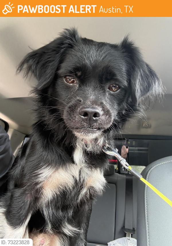 Found/Stray Male Dog last seen Sawtooth Lane and Tree Line Dr., Austin, Tx, Austin, TX 78729