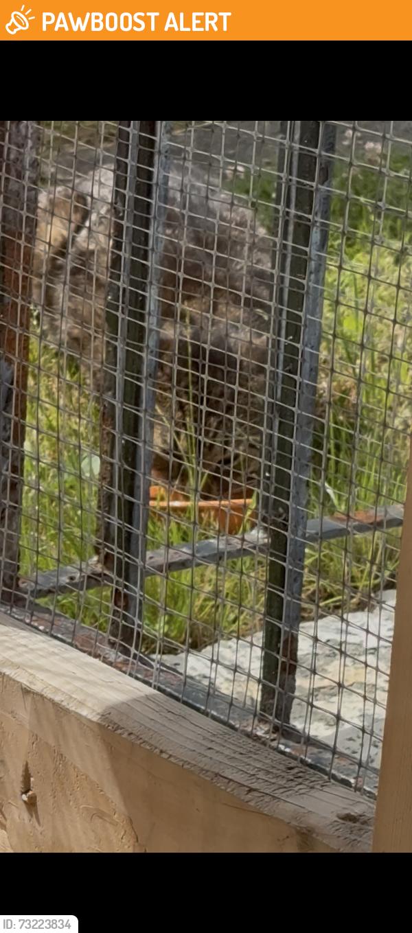 Found/Stray Male Cat last seen McMaster and Smallwood, Mount Pearl, NL A1N 2Z4