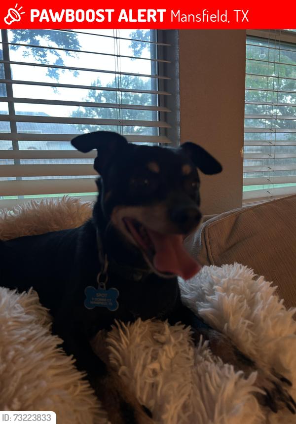 Lost Male Dog last seen Country club and matlock, Mansfield, TX 76063