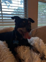 Lost Male Dog last seen Country club and matlock, Mansfield, TX 76063