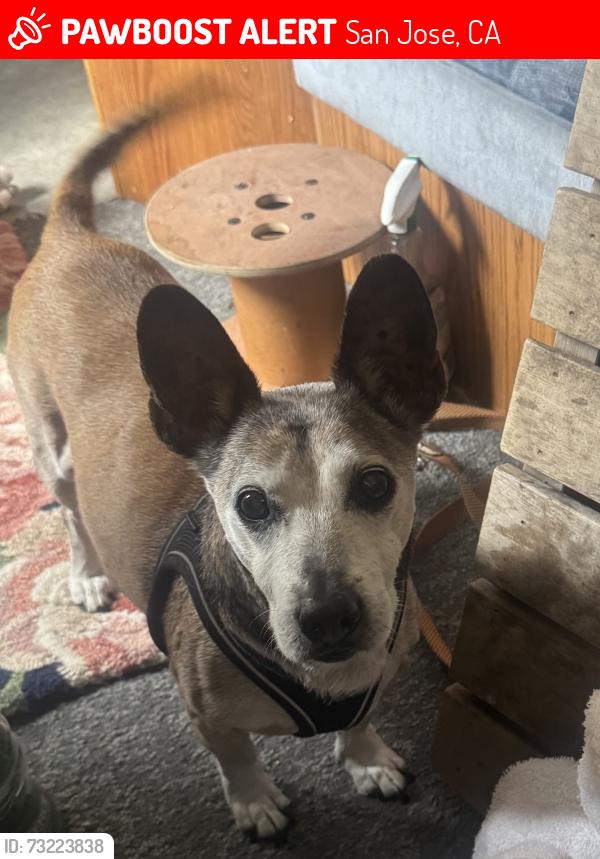 Lost Male Dog last seen Trimble rd, San Jose, CA 95131
