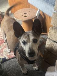Lost Male Dog last seen Trimble rd, San Jose, CA 95131