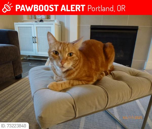 Lost Male Cat last seen Sato, Portland, OR 97229