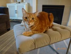 Lost Male Cat last seen Sato, Portland, OR 97229
