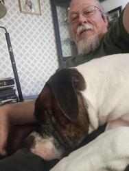 Reunited Male Dog last seen Fulmar dr and Peterson rd, Suisun City, CA 94585