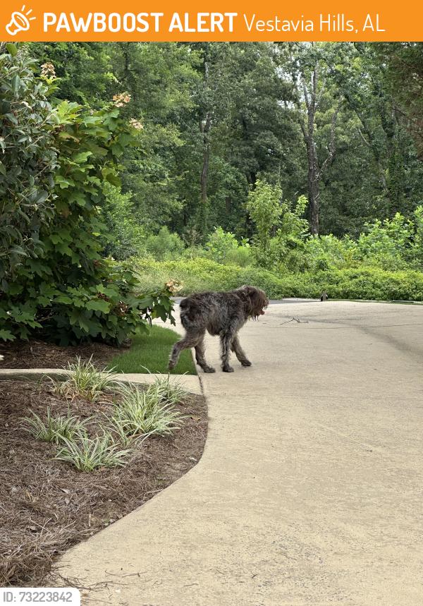 Found/Stray Unknown Dog last seen Seen on Beaumont drive the road that the Vestavia Hills AL Country Club is on, Vestavia Hills, AL 35243