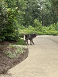 Found/Stray Unknown Dog last seen Seen on Beaumont drive the road that the Vestavia Hills AL Country Club is on, Vestavia Hills, AL 35243