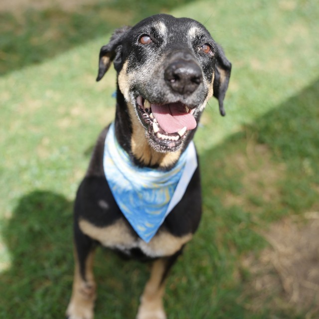 Shelter Stray Female Dog last seen PASTEUR COURT, 4710 TX-151, San Antonio, TX 78227, USA
